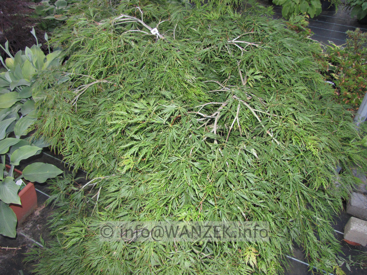 Acer palmatum Dissectum - Sol Blitz2.JPG